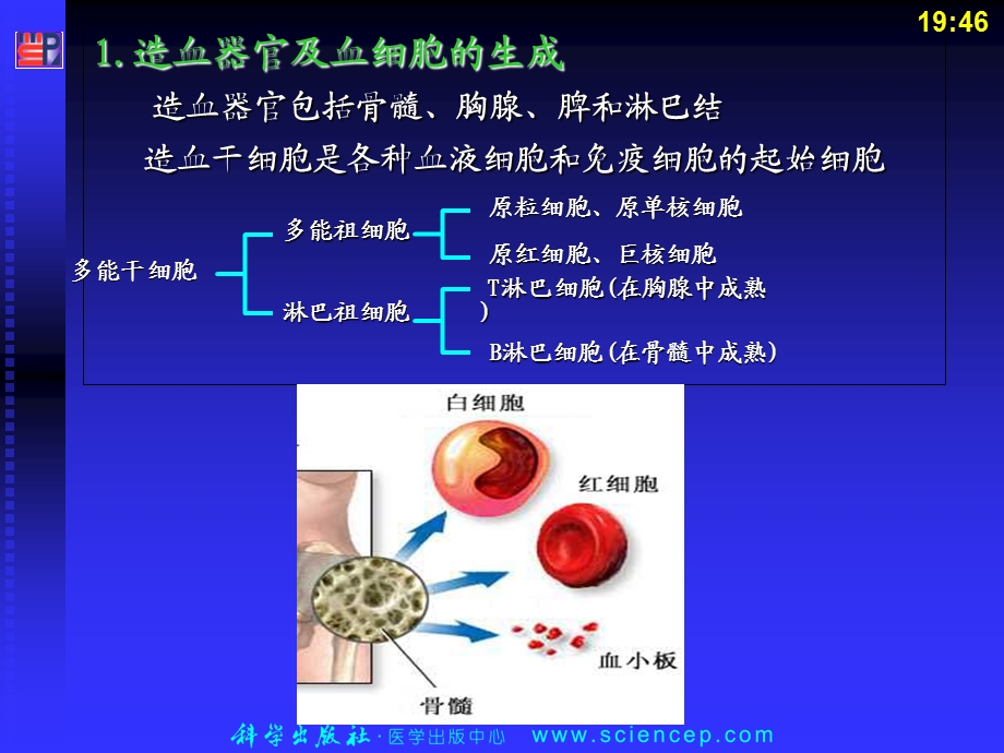 血液科学版《内科护理学》ppt课件.ppt_第3页