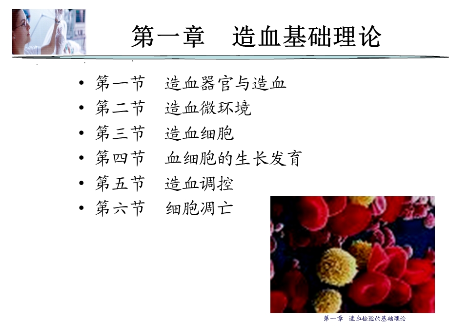 造血检验的基础理论.ppt_第2页