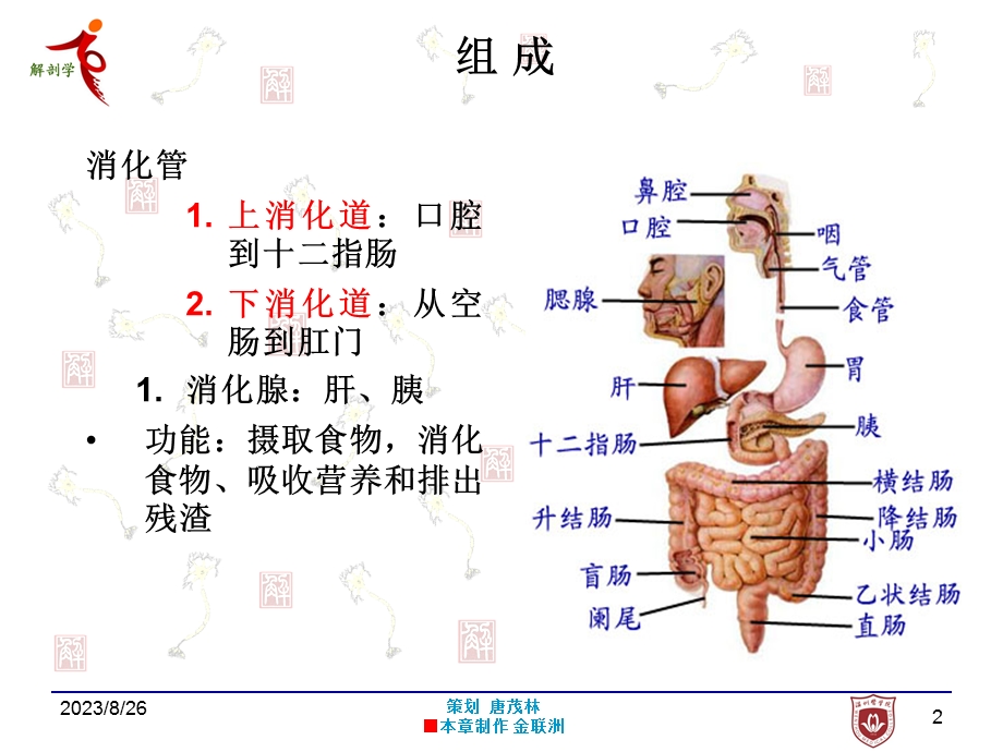 第五章 消化系.ppt_第2页