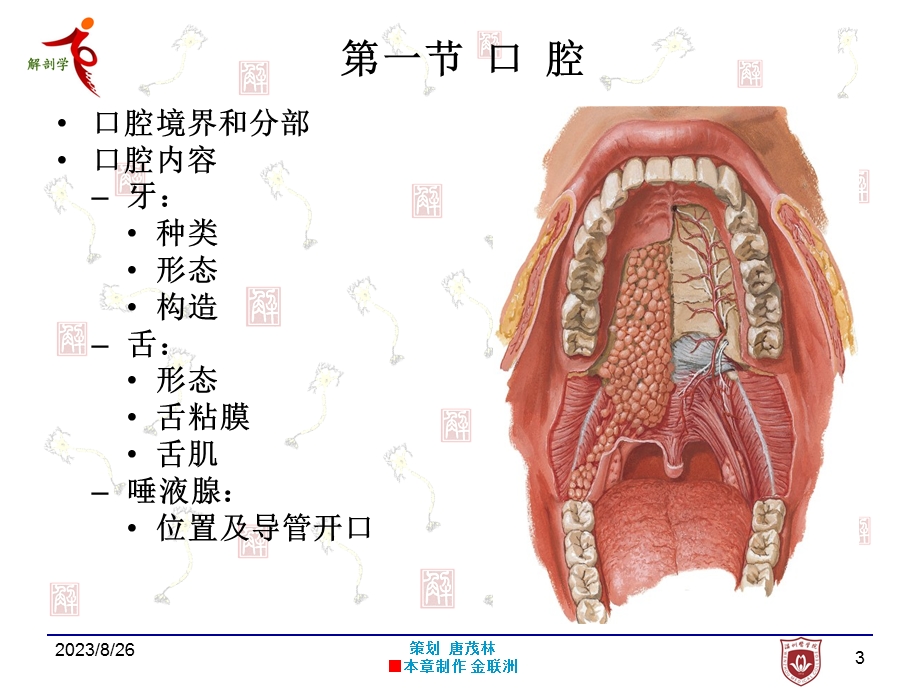 第五章 消化系.ppt_第3页