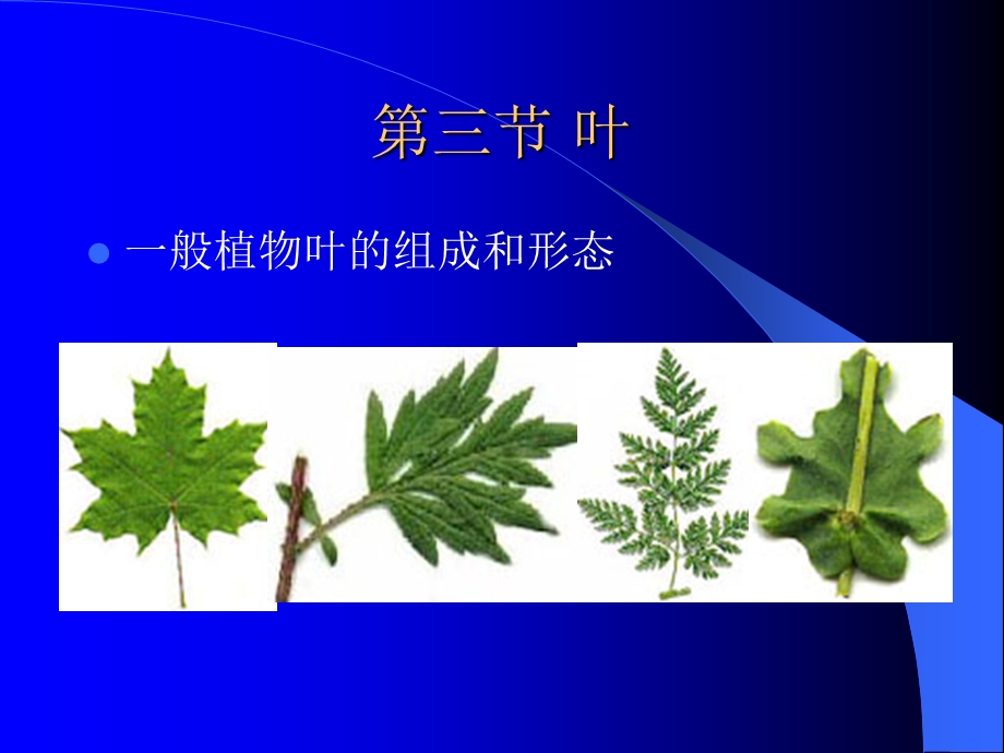 一般植物叶的组成和形态.ppt_第1页