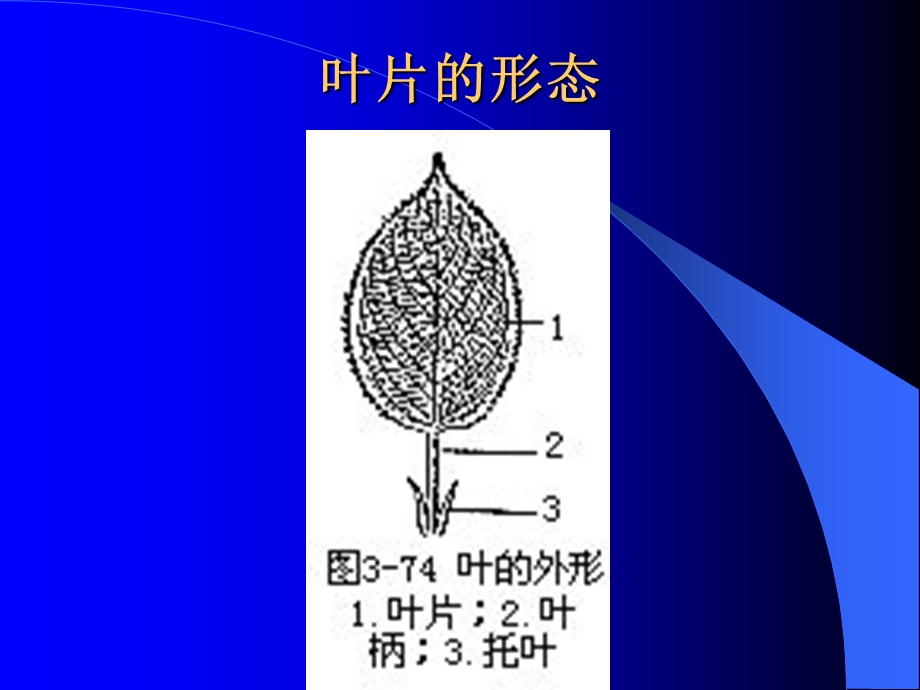 一般植物叶的组成和形态.ppt_第2页