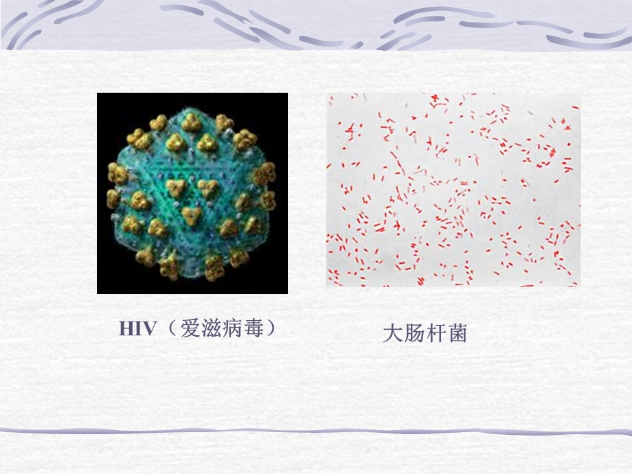 《微生物学教学课件》绪论.ppt_第2页