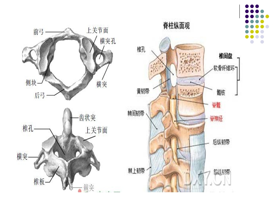 颈椎病围手术期的护理.ppt_第3页