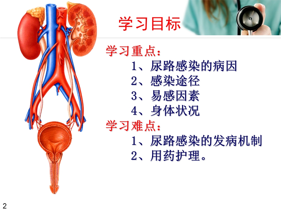 (公开课)尿路感染病人的护理.ppt_第2页