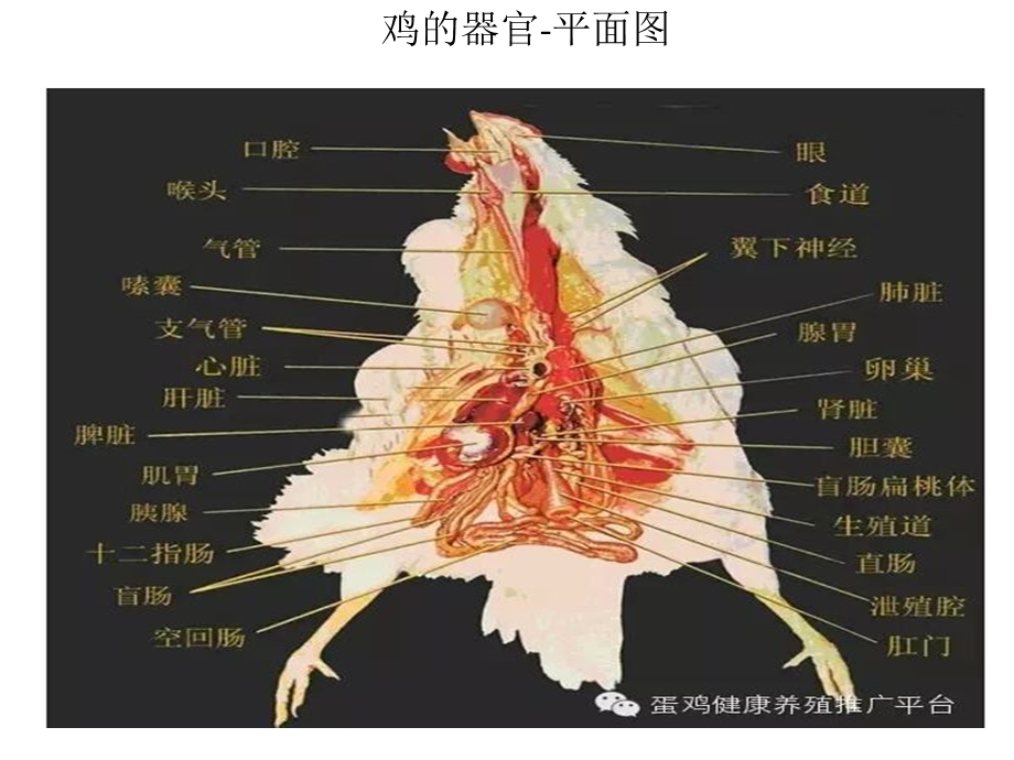 鸡体器官生理图解.ppt_第2页