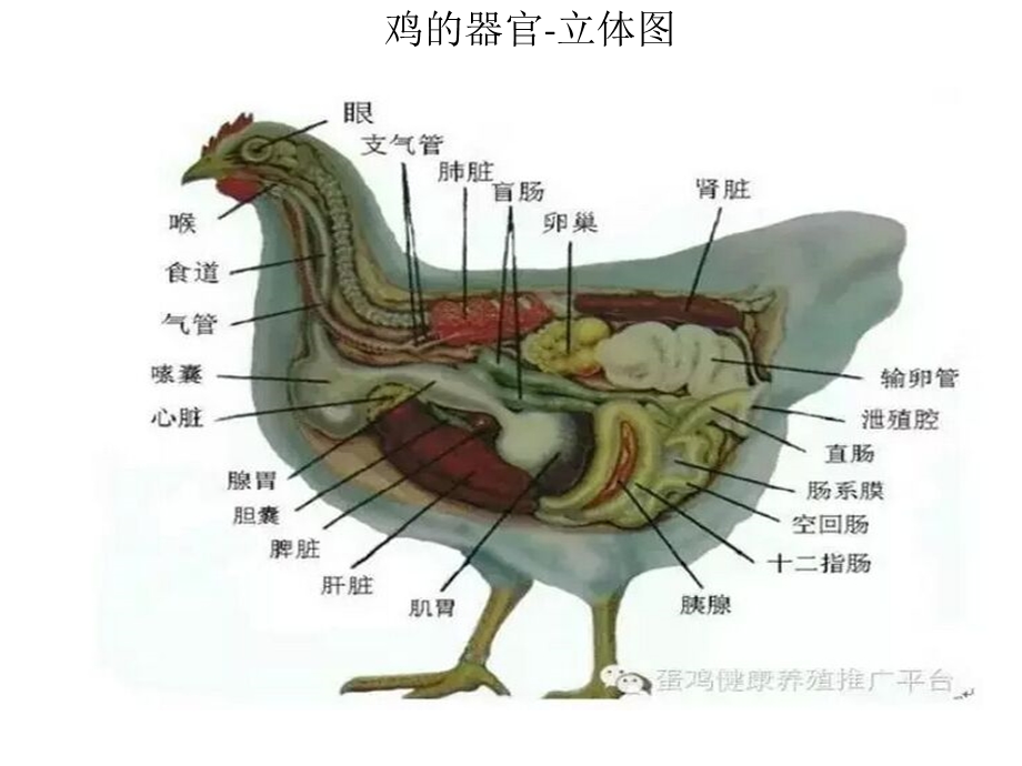 鸡体器官生理图解.ppt_第3页