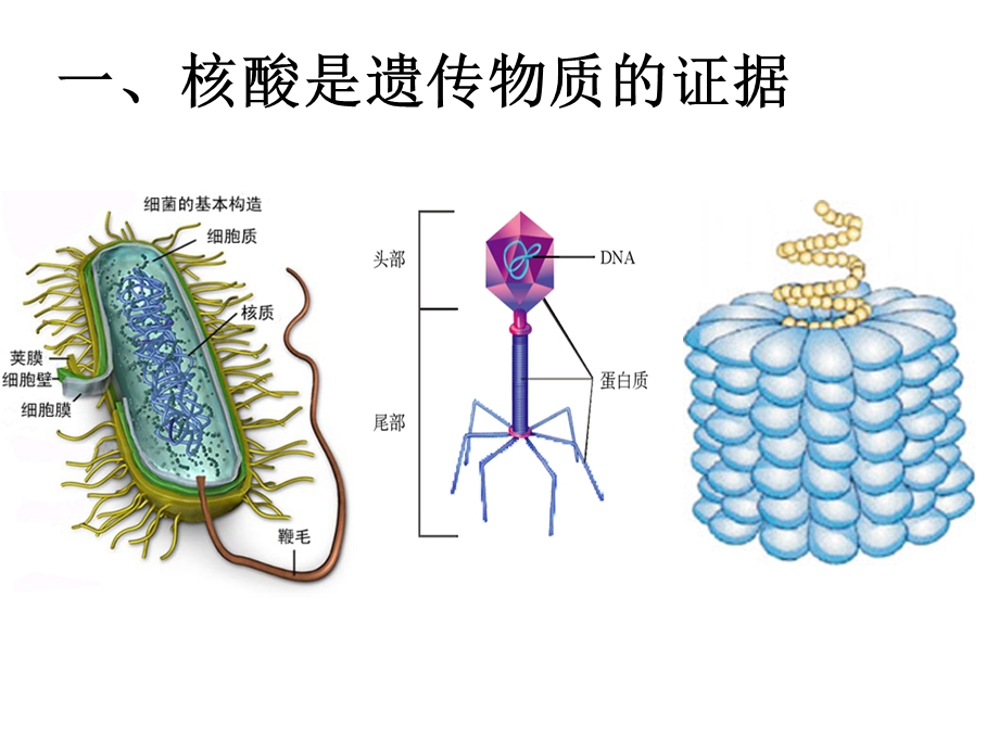 遗传的分子基础课件.ppt_第3页