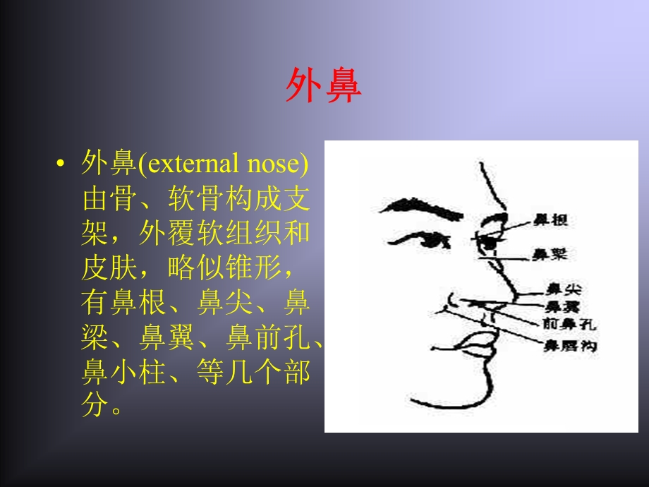 鼻鼻窦解剖学基础.ppt_第3页