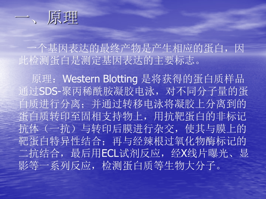 蛋白质的Wesrern印迹分析.ppt_第2页