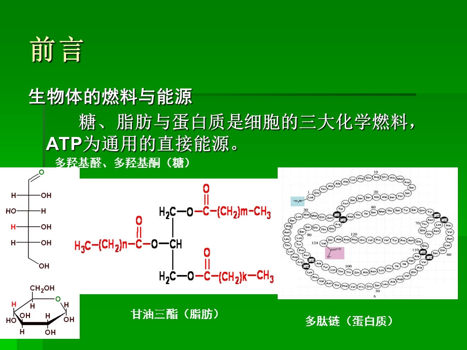 运动时物质和能量代谢.ppt_第3页