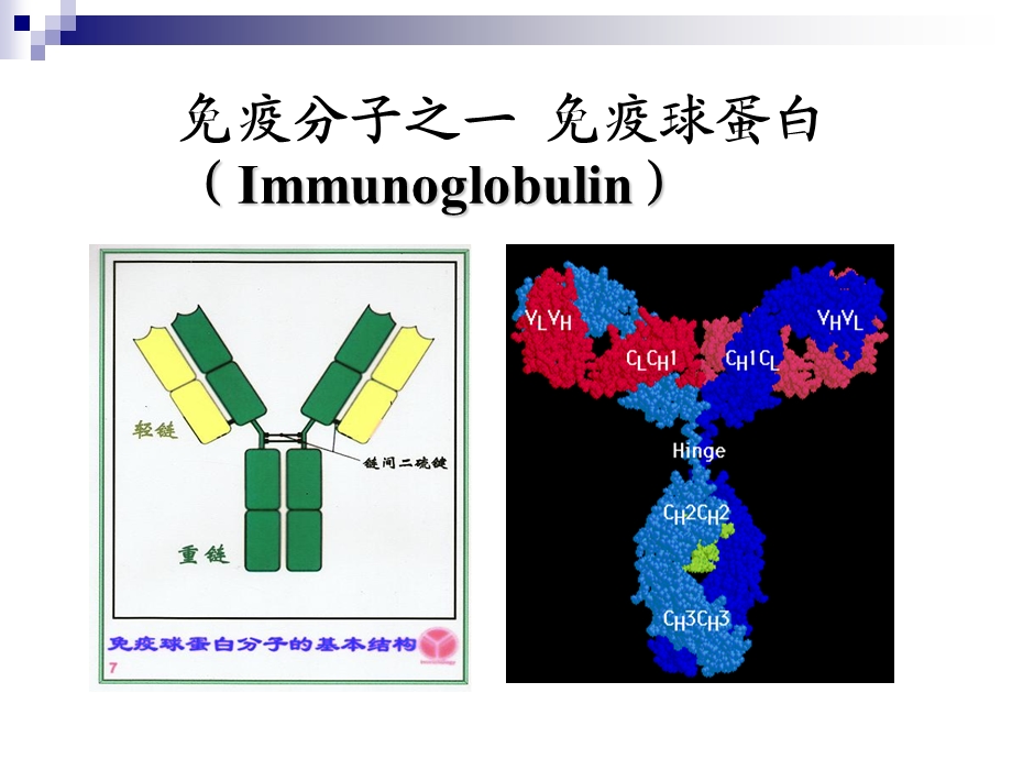 《微生物学与免疫学》11免疫分子-王莹.ppt_第2页