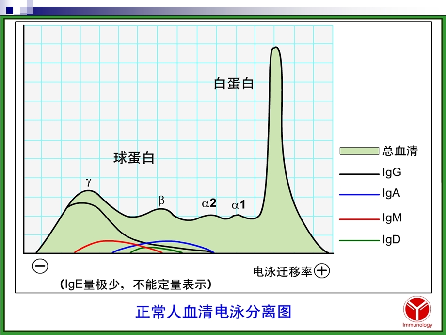 《微生物学与免疫学》11免疫分子-王莹.ppt_第3页