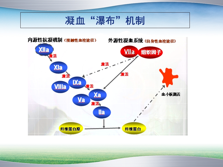 血液透析中的抗凝技术.ppt_第2页