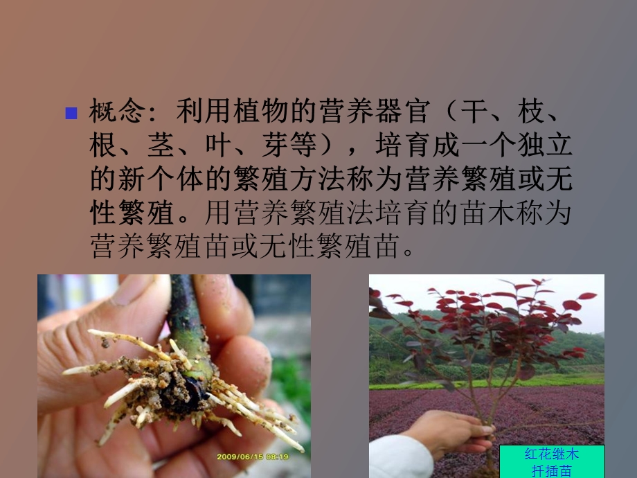 项目四营养繁殖苗的培育.ppt_第3页