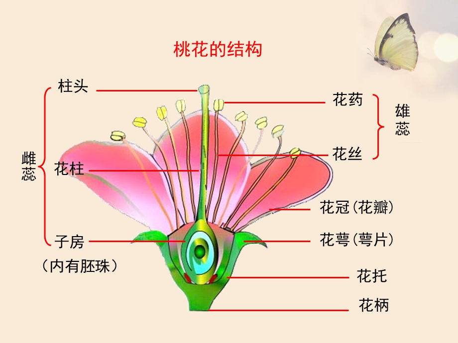 《花的结构和类型》课件.ppt_第3页