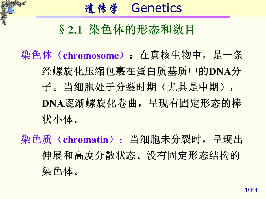 遗传的染色体基础.ppt_第3页