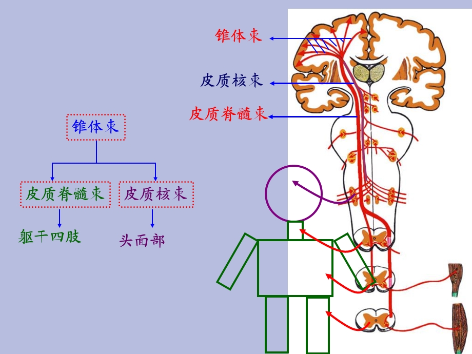 运动传导通路.ppt_第3页