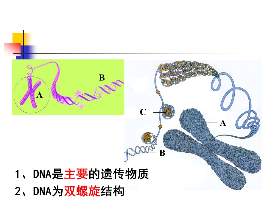 遗传变异和生物技术.ppt_第3页