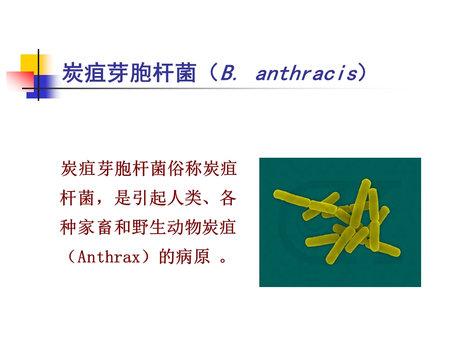 革兰氏阳性产芽孢杆菌.ppt_第3页