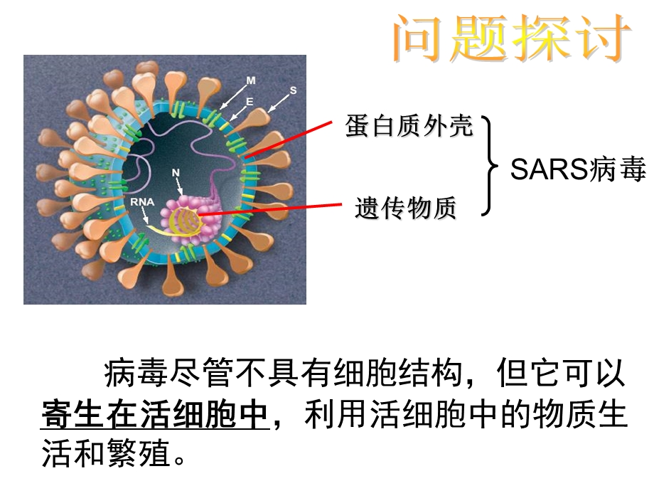 走近细胞第一部分从生物圈到细胞教学.ppt_第3页