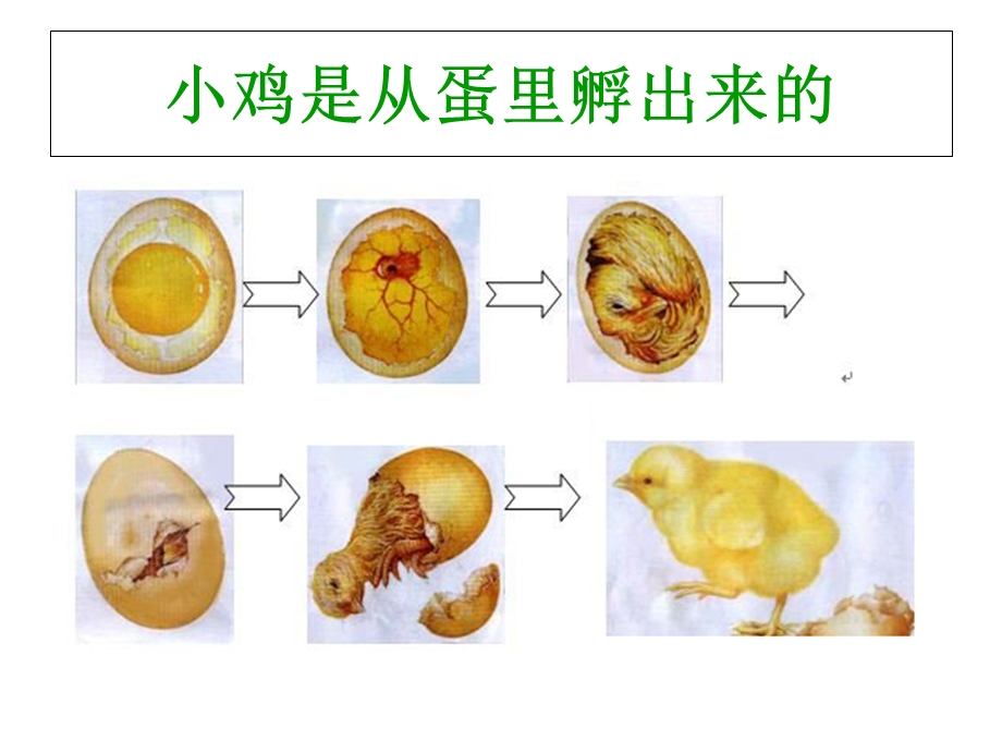 谁的宝宝(胎生动物和卵生动物).ppt_第3页