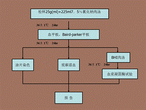 项目四金黄色葡萄球菌检测-革兰氏染色.ppt