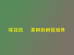 项目四茶树的树冠培养.ppt