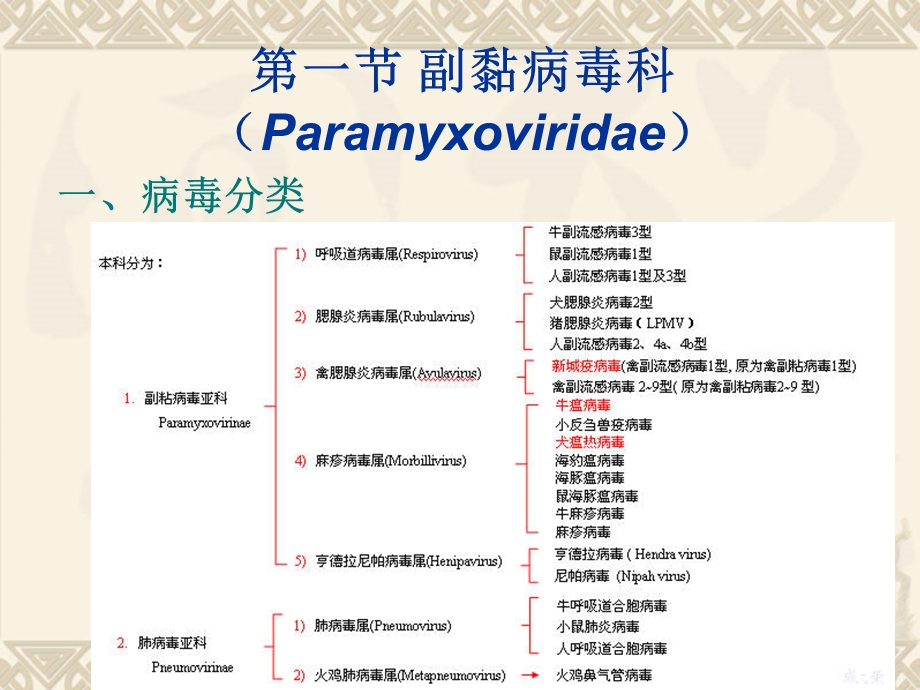 《兽医微生物学教学课件》16.单负链rna病毒.ppt_第3页