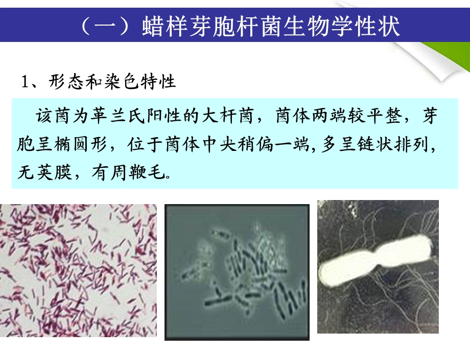 蜡样芽胞杆菌的检验.ppt_第2页