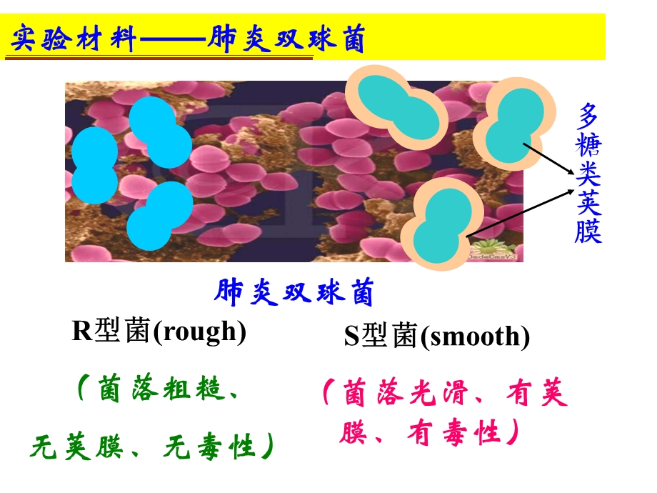 遗传物质复制转录翻译.ppt_第3页