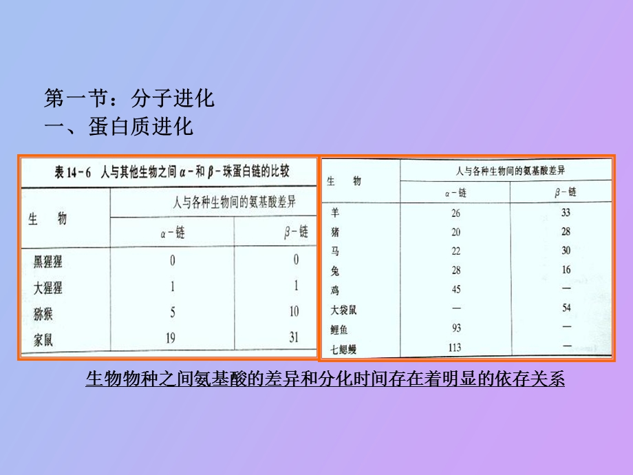 遗传学第十三章遗传与进化.ppt_第2页