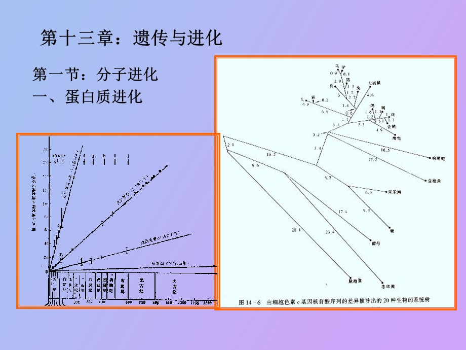 遗传学第十三章遗传与进化.ppt_第3页