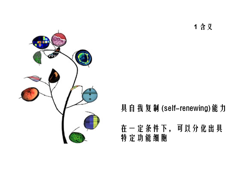 《细胞生物学》干细胞.ppt_第2页