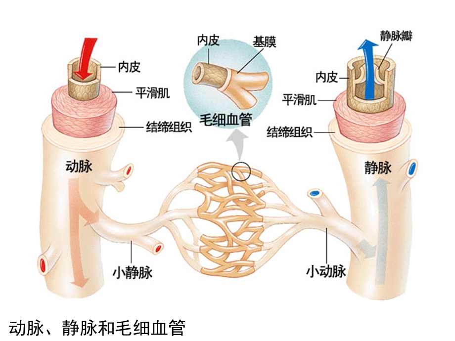 血管结构与组成组图.ppt_第3页