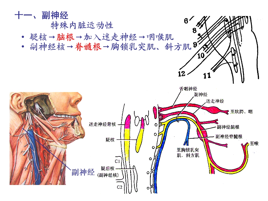 颅脑影像解剖与病变2.ppt_第2页