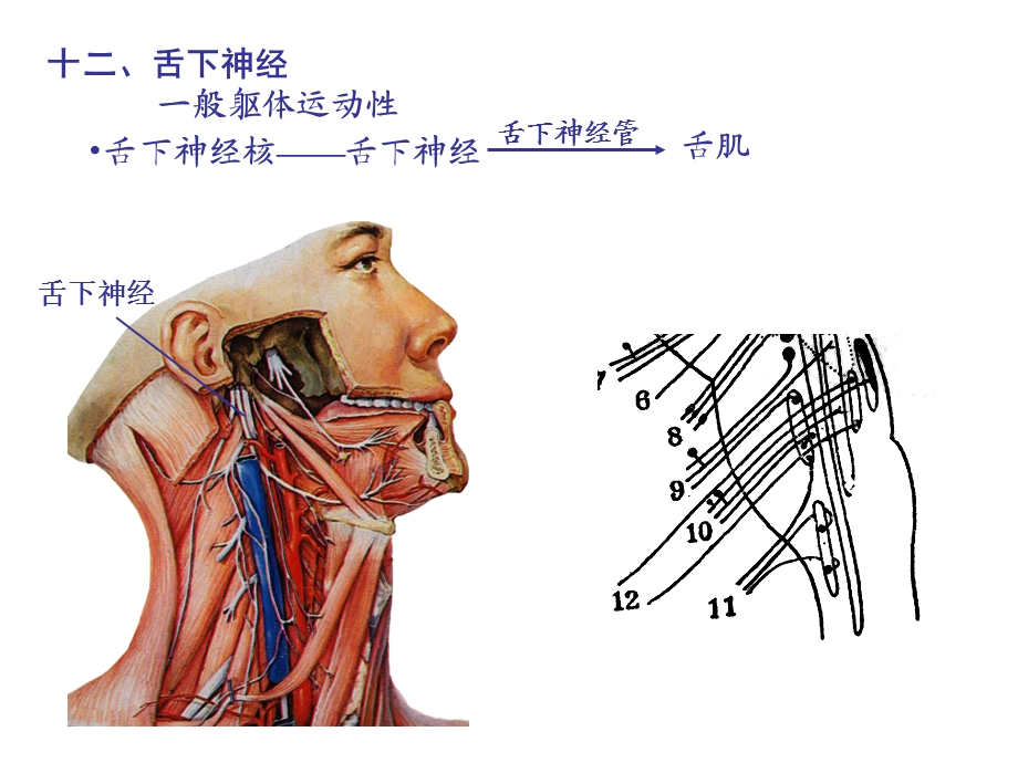 颅脑影像解剖与病变2.ppt_第3页