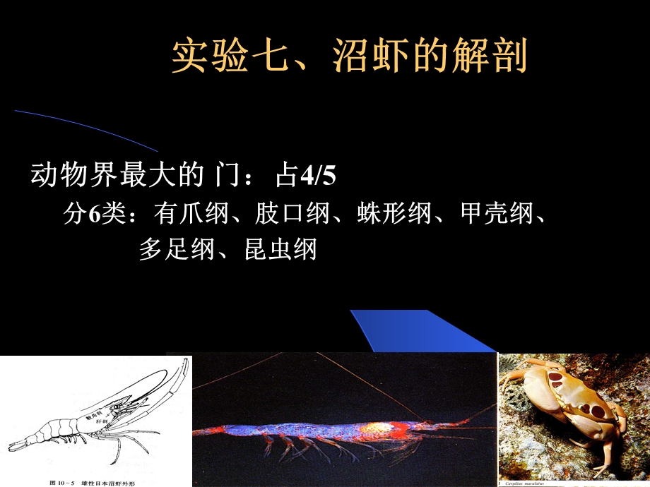 动物学实验教案7沼虾解剖.ppt_第1页