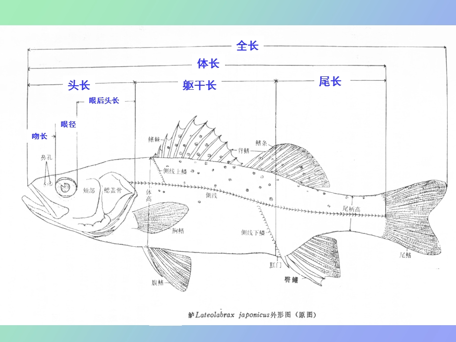 鱼类学实验终.ppt_第3页