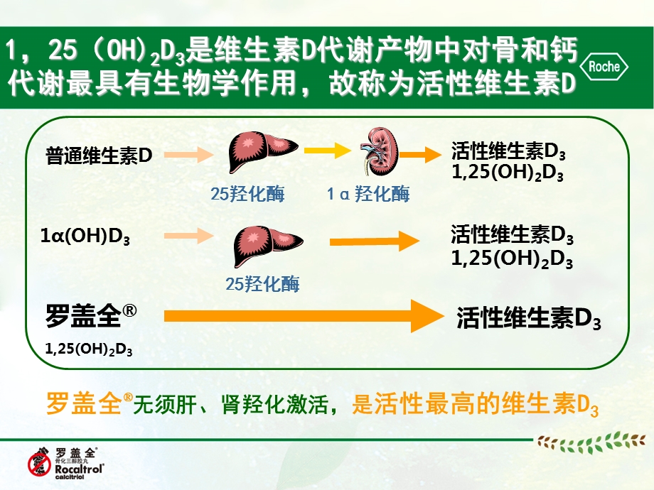 骨化三醇vs阿法骨化醇-骨科.ppt_第3页