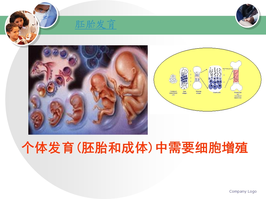 《分子细胞与组织教学课件》15细胞增殖.ppt_第2页