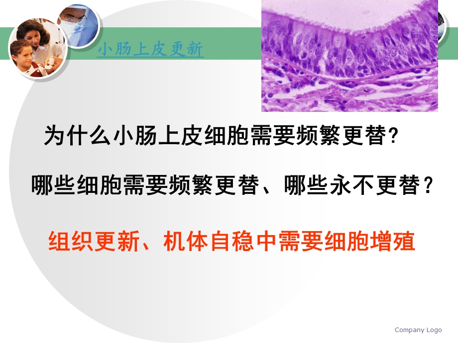 《分子细胞与组织教学课件》15细胞增殖.ppt_第3页