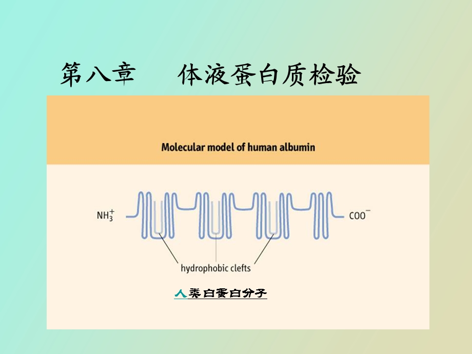 血清蛋白质测定.ppt_第1页