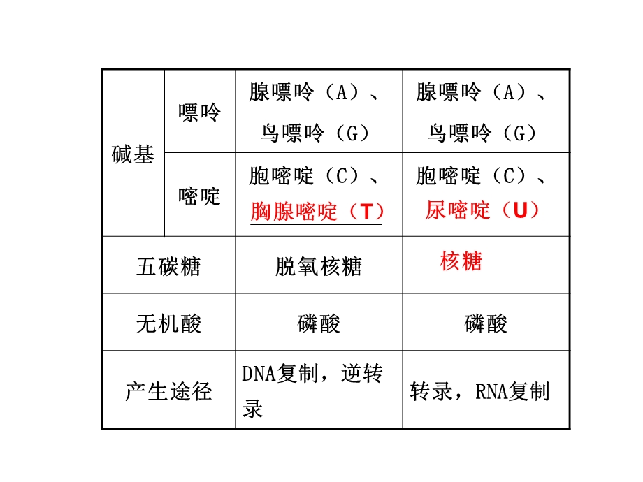 第22课时基因指导蛋白质的合成及对性状的控制.ppt_第2页