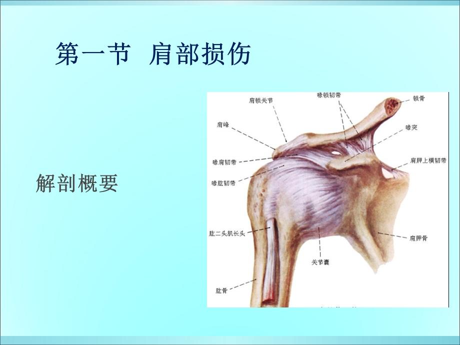 运动伤病防治第七章人体各部位运动损伤.ppt_第2页