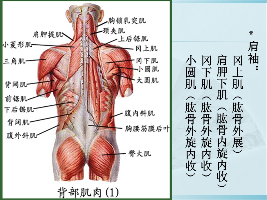 运动伤病防治第七章人体各部位运动损伤.ppt_第3页