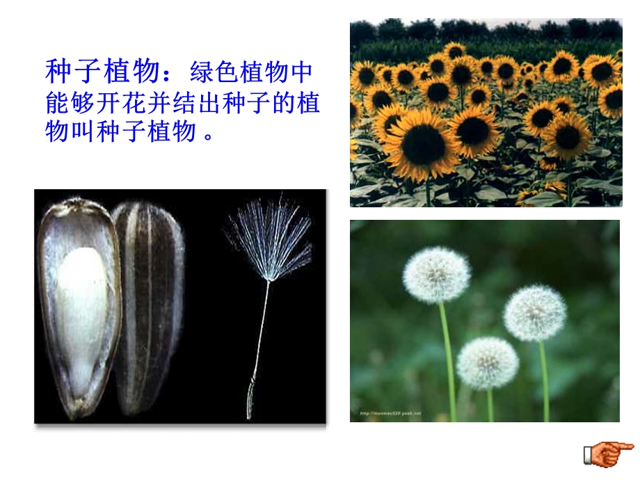 七年级生物种子植物.ppt_第2页