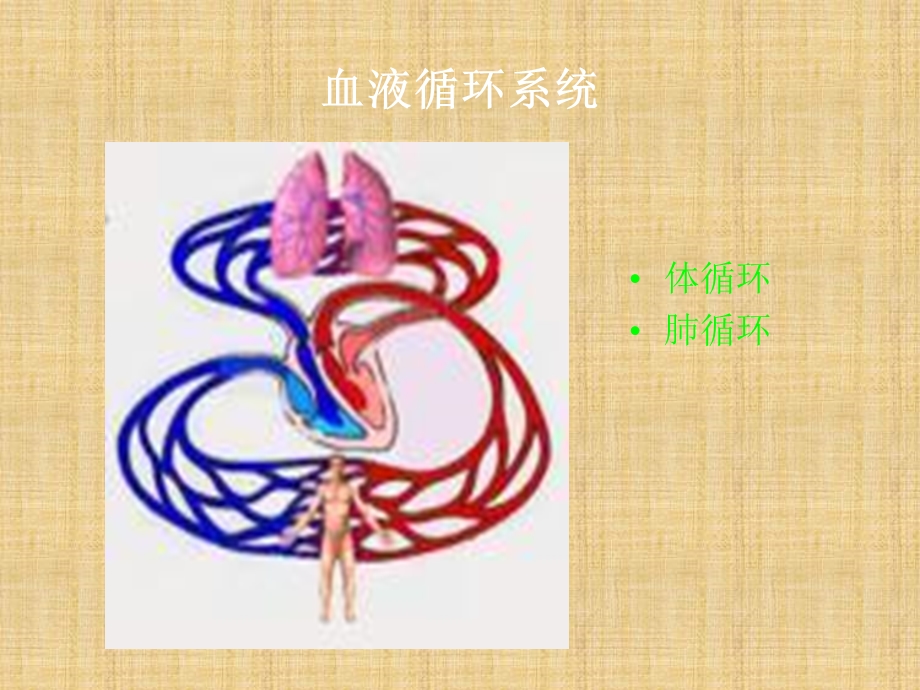 血液循环的力学基础.ppt_第3页