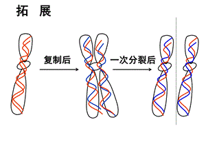 遗传信息的表达2-l.ppt