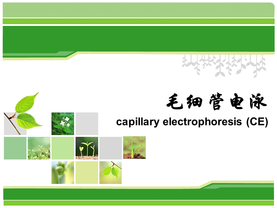 高效毛细管电泳分离氨基酸.ppt_第1页